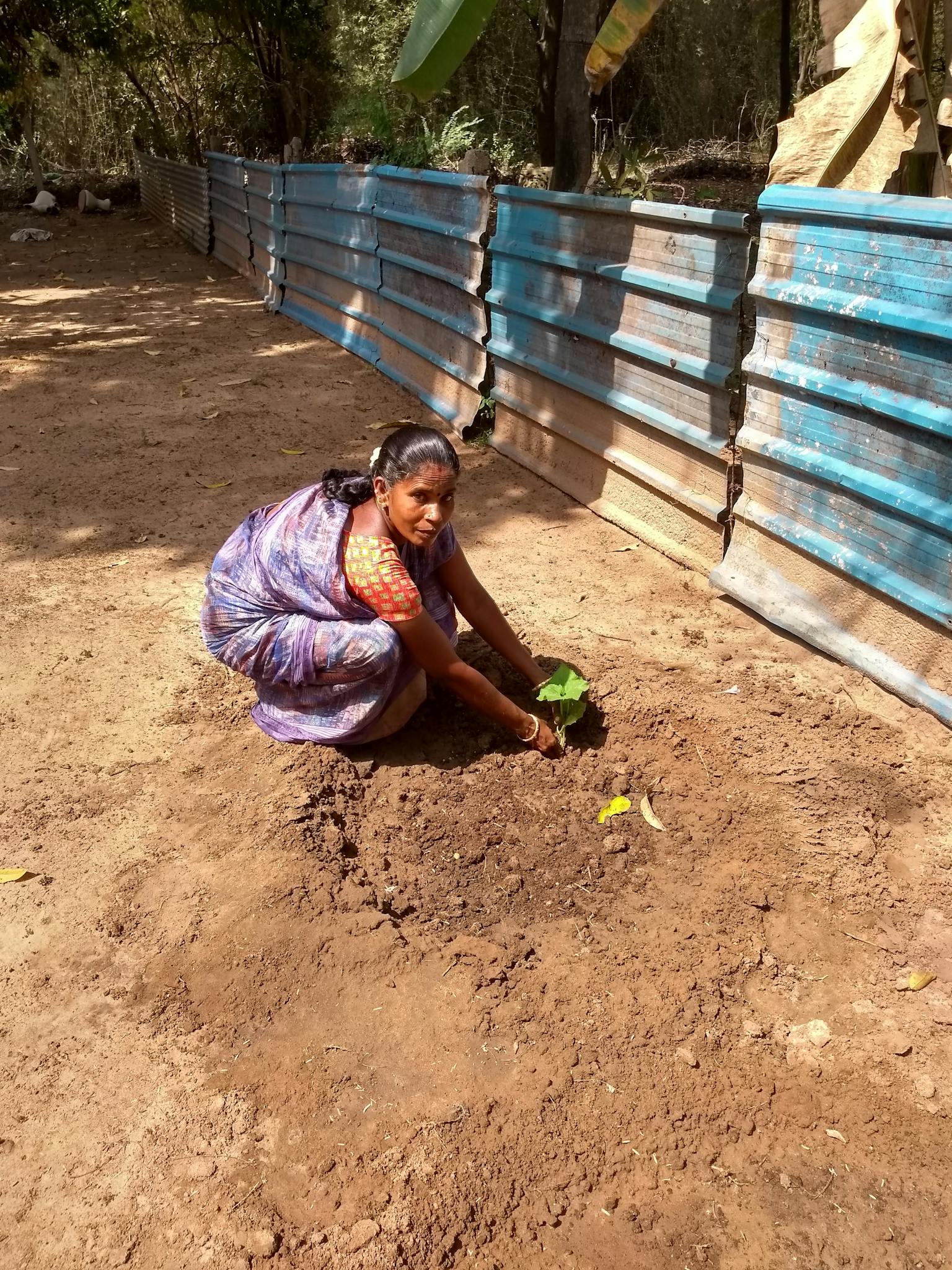 A South Indian woman plants a sapling outdoors on a sunny day, engaging in sustainable agriculture.