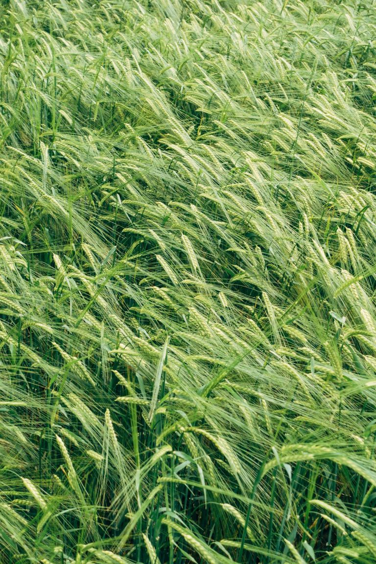 A wide view of a lush green wheat field during the summer, swaying in the breeze.