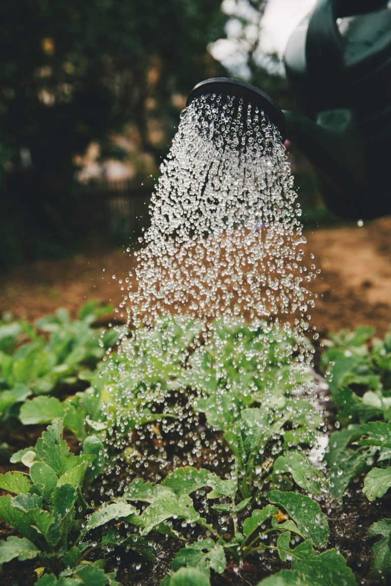 Promouvoir l’agriculture pour un futur durable