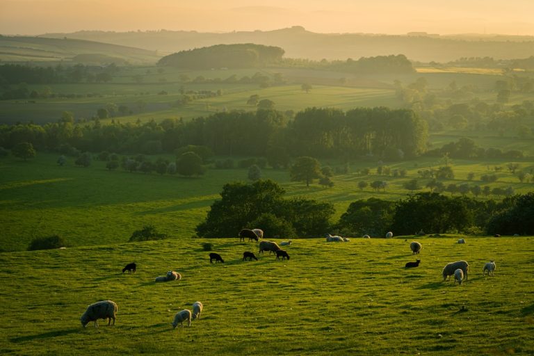 Bailleurs et structures : unis pour le développement rural