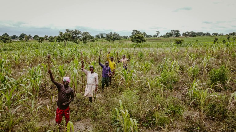 Group of African farmers cultivating crops in a lush field during daytime.