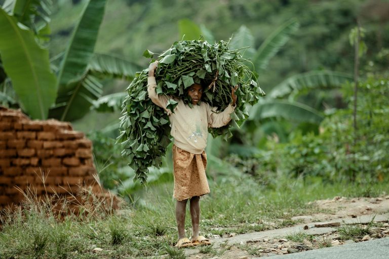 Young child carries green foliage on head in rural landscape.